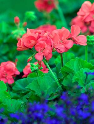 u36/rafael_enrique/medium/39533455._MG_2794rwildflowersW.jpg