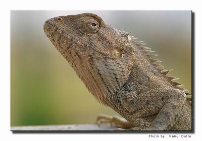 img_6132_std.jpg