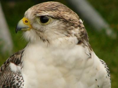 Birds in Capture- Hawks, Emu