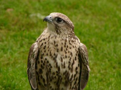 Hawk