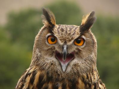 Angry eagle owl