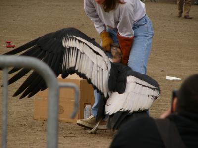 South American condor