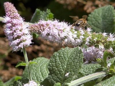 Pollinating the Spearmint