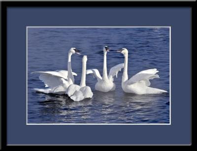 Trumpeter Swans of Monticello