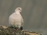 Turkse Tortel - Eurasian Collared Dove