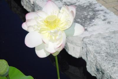 ANOTHE WATER LILY