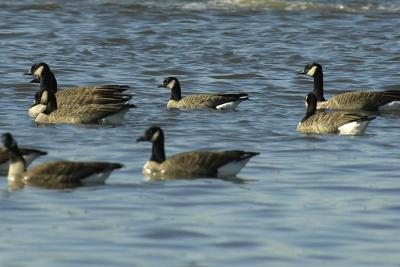 Small Canada Goose 4.jpg