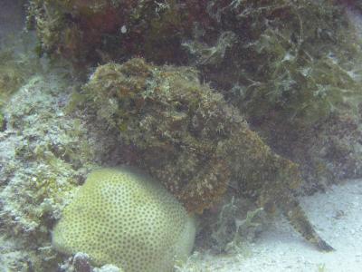 Scorpion Fish