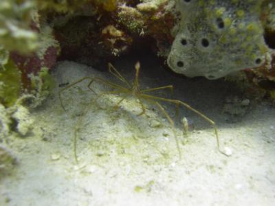 Arrow Crab