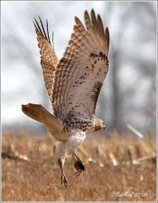 Red-Tailed Hawk with Prey