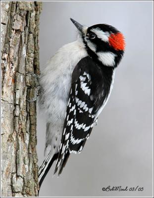 Downy Woodpecker-Male