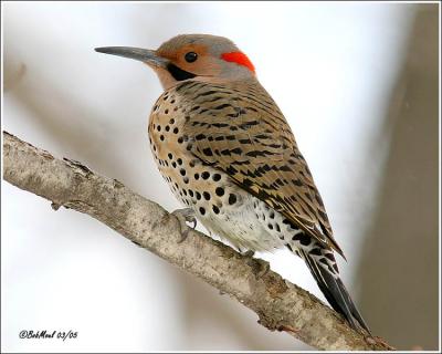 Northern (Common) Flicker- Male-Yellow Shafted