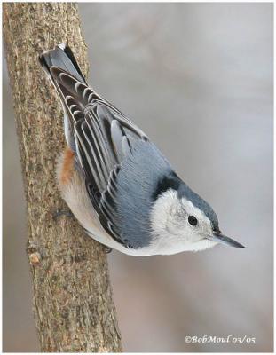 NUTHATCHES