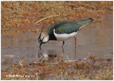 Northern Lapwing-Male