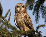 Short Eared Owl