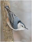 White-breasted Nuthatch