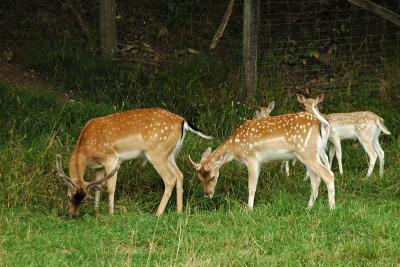 DSC_0659w.jpg