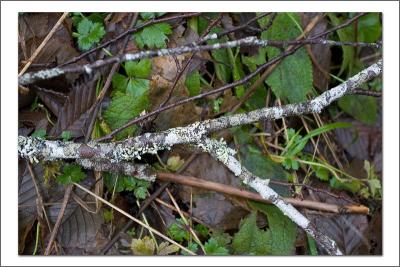 Branch on Leafs