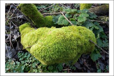 Mossy Log