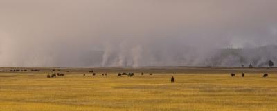 Buffalo on a Yellowstone prairie