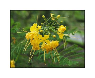 u36/redwing930/medium/40354631.yellowhibiscus.jpg
