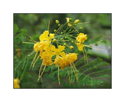 Yellow hibiscus