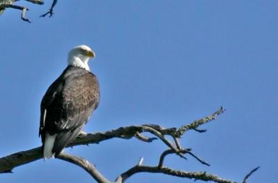 Bald Eagle
