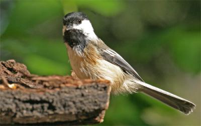 Black-capped Chickadee