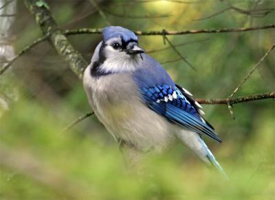 Blue Jay