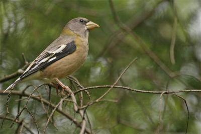 Evening Grosbeak 1