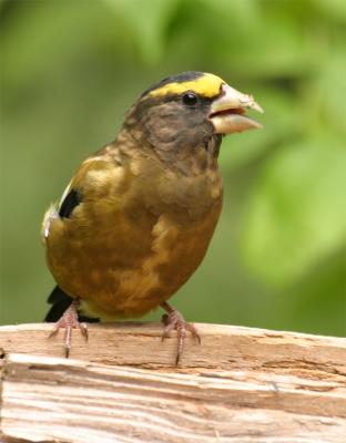 Evening Grosbeak 2