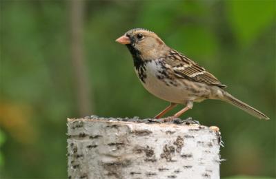 Harris' Sparrow