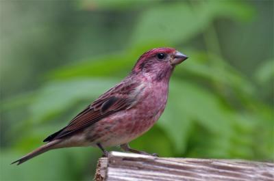 Purple Finch