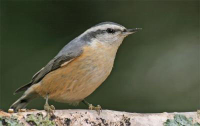 Red-breasted Nuthatch