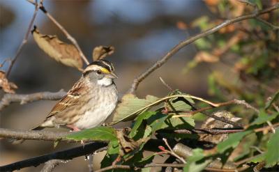 White-throated Sparrow