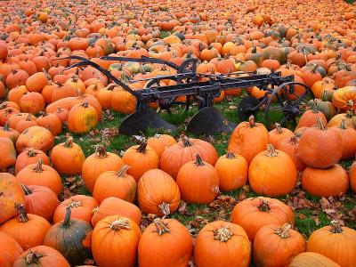 Pumpkin Harvest.jpg