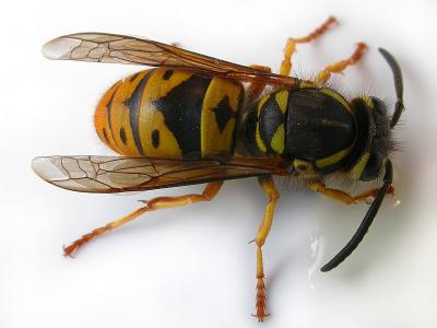 Wasp.jpg