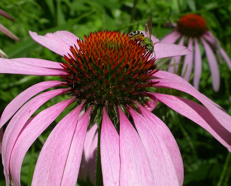 Coneflower.jpg