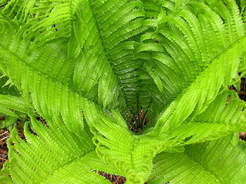 fern.jpg