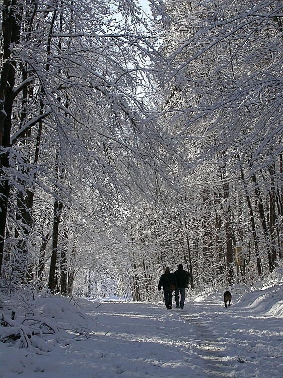 First Snow Forest.jpg