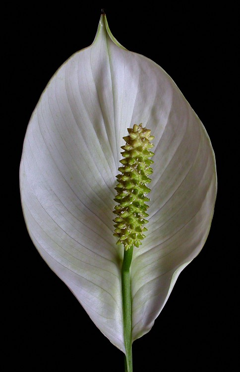 Spathiphyllum 3.jpg