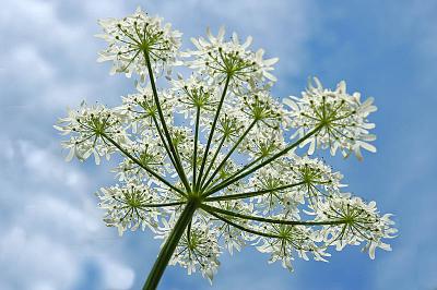 Wiesen - Brenklau (Heracleum sphondylium)