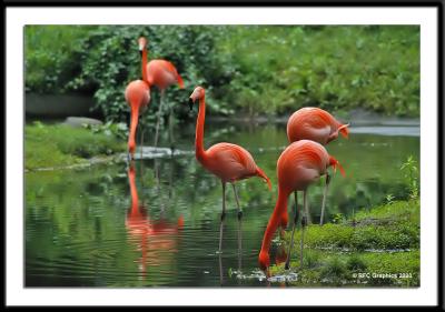 Pink Flamingos 3