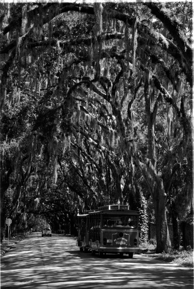 magnolia road.jpg