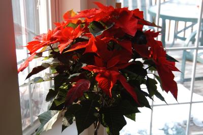 Poinsettia.jpg