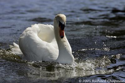 Swan