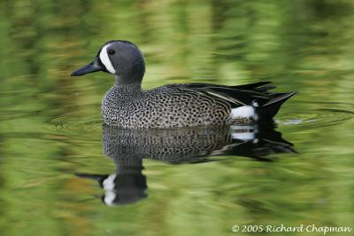 Blue-winged Teal original