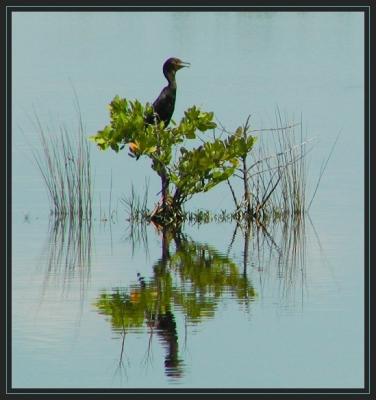 Cormorant Sentry2.jpg