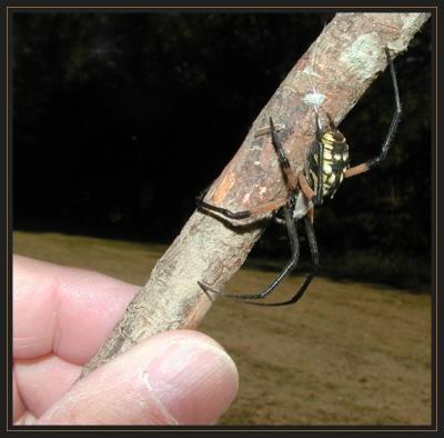 JPG SB a Spider Finger PA181753.jpg