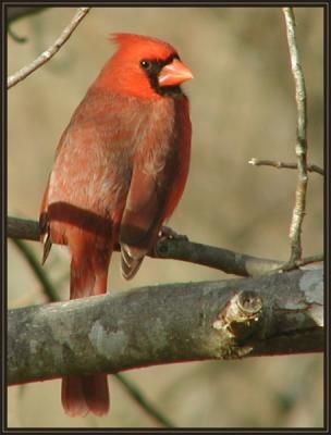 JPG SB Cardinal aPC282745.jpg